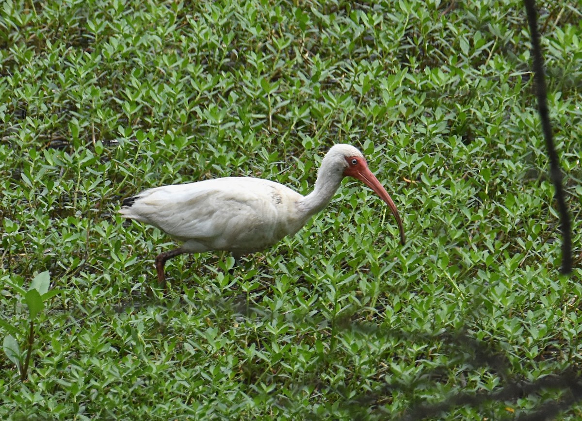 ibis bílý - ML171771961