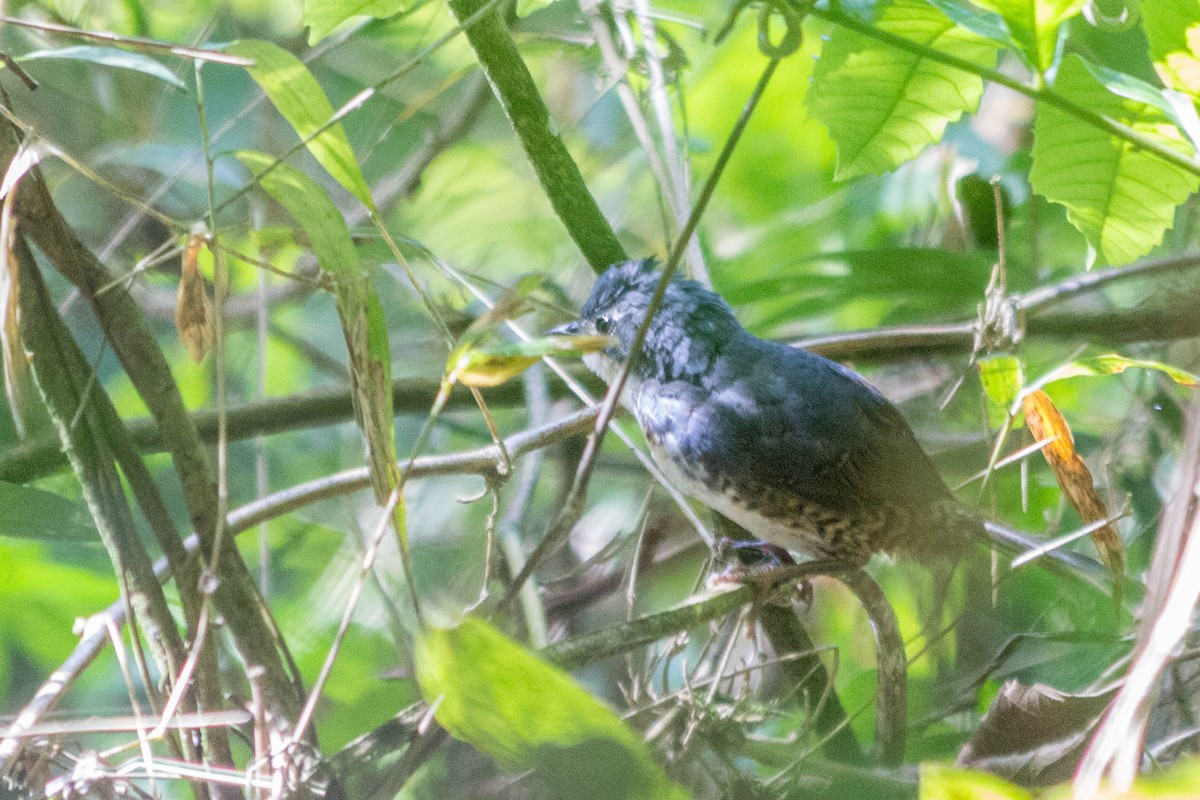 White-breasted Tapaculo - Enio Moraes