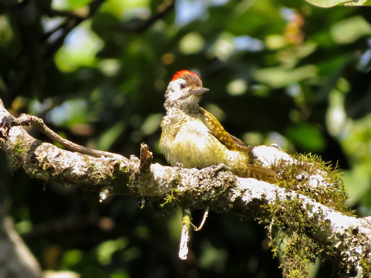 Speckle-breasted Woodpecker - ML171772791