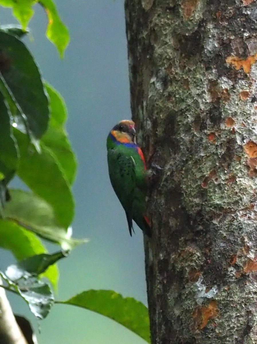 Red-breasted Pygmy-Parrot - Todd Deininger
