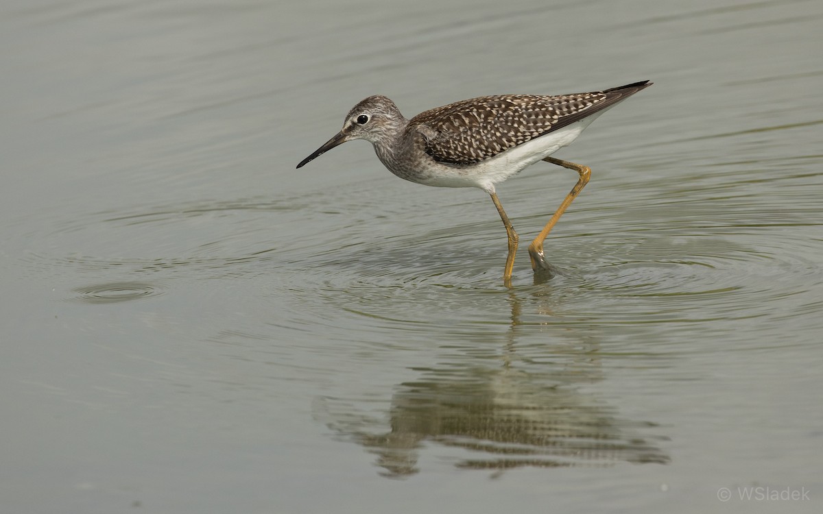 Lesser Yellowlegs - ML171779221