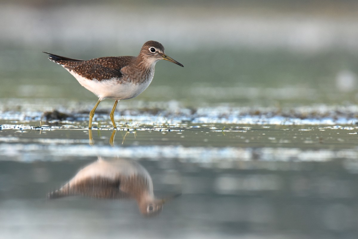 Solitary Sandpiper - ML171780871