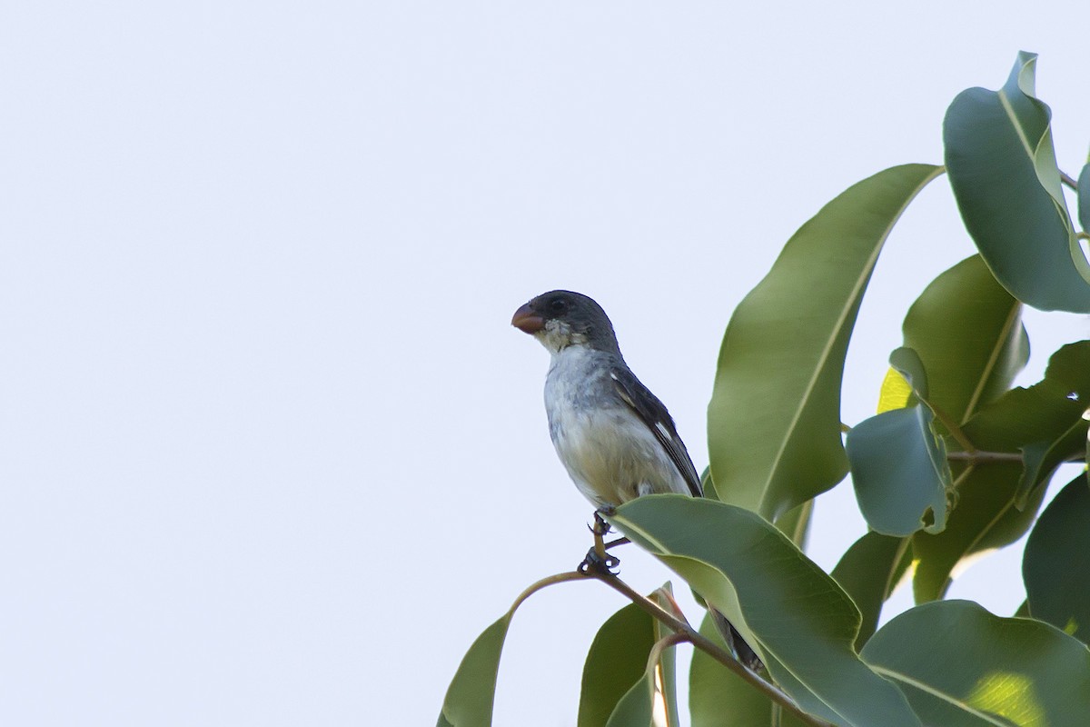 White-bellied Seedeater - ML171782001
