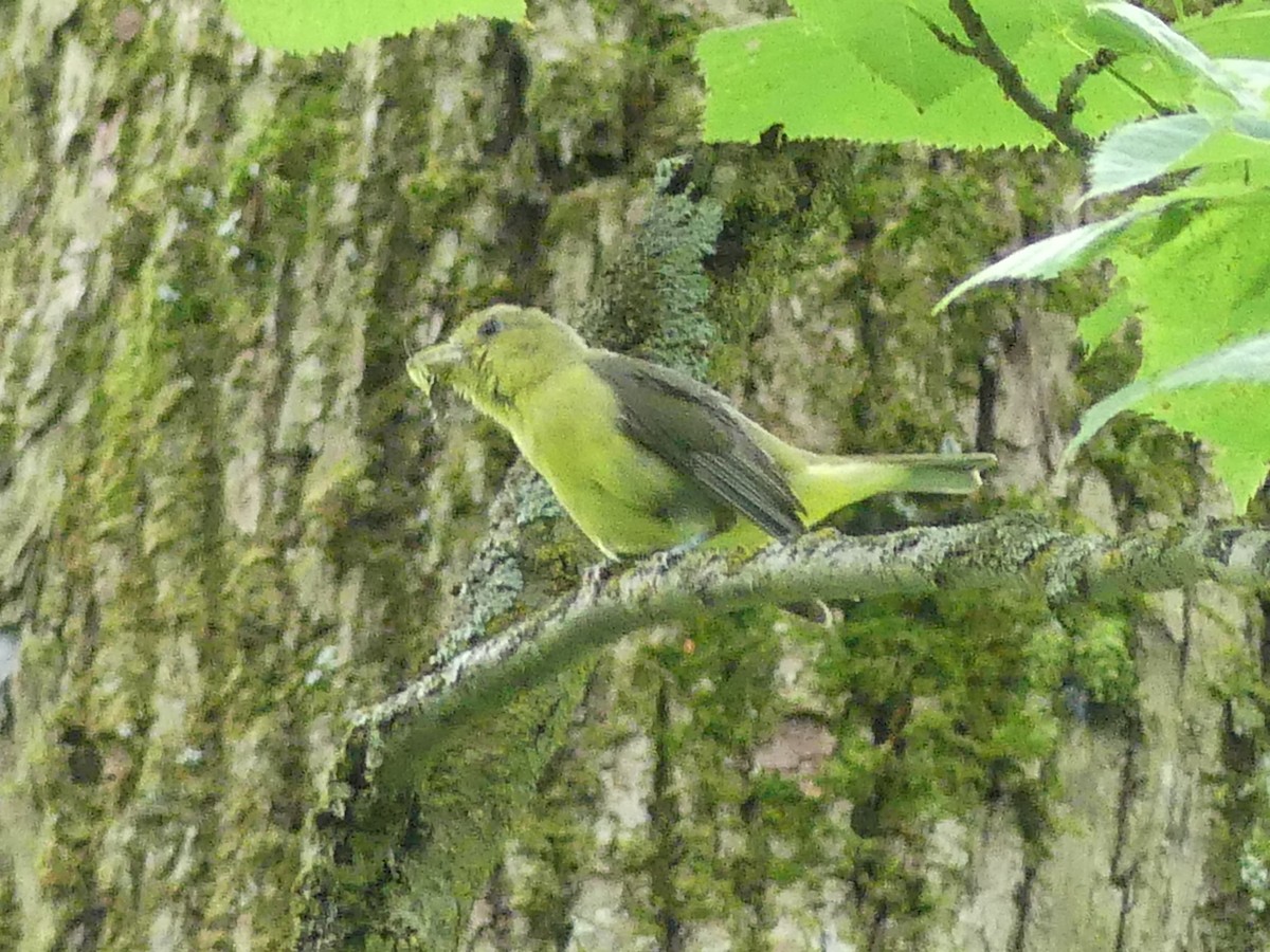 Scarlet Tanager - ML171784961
