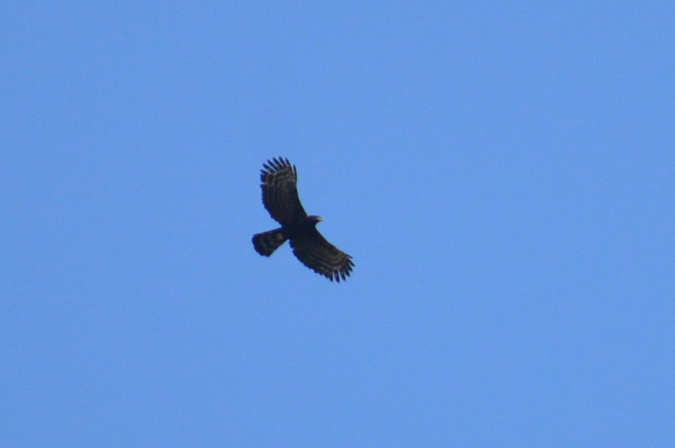 Águila Negra - ML171785591