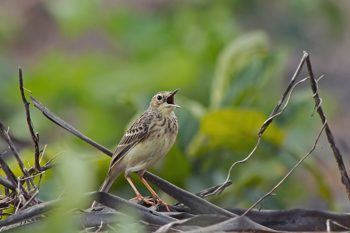 Yellowish Pipit - ML171786521