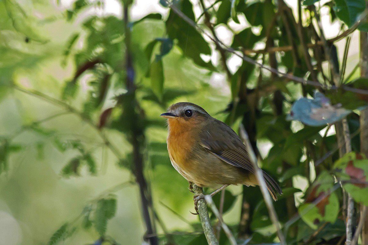 Rufous Gnateater - ML171787861