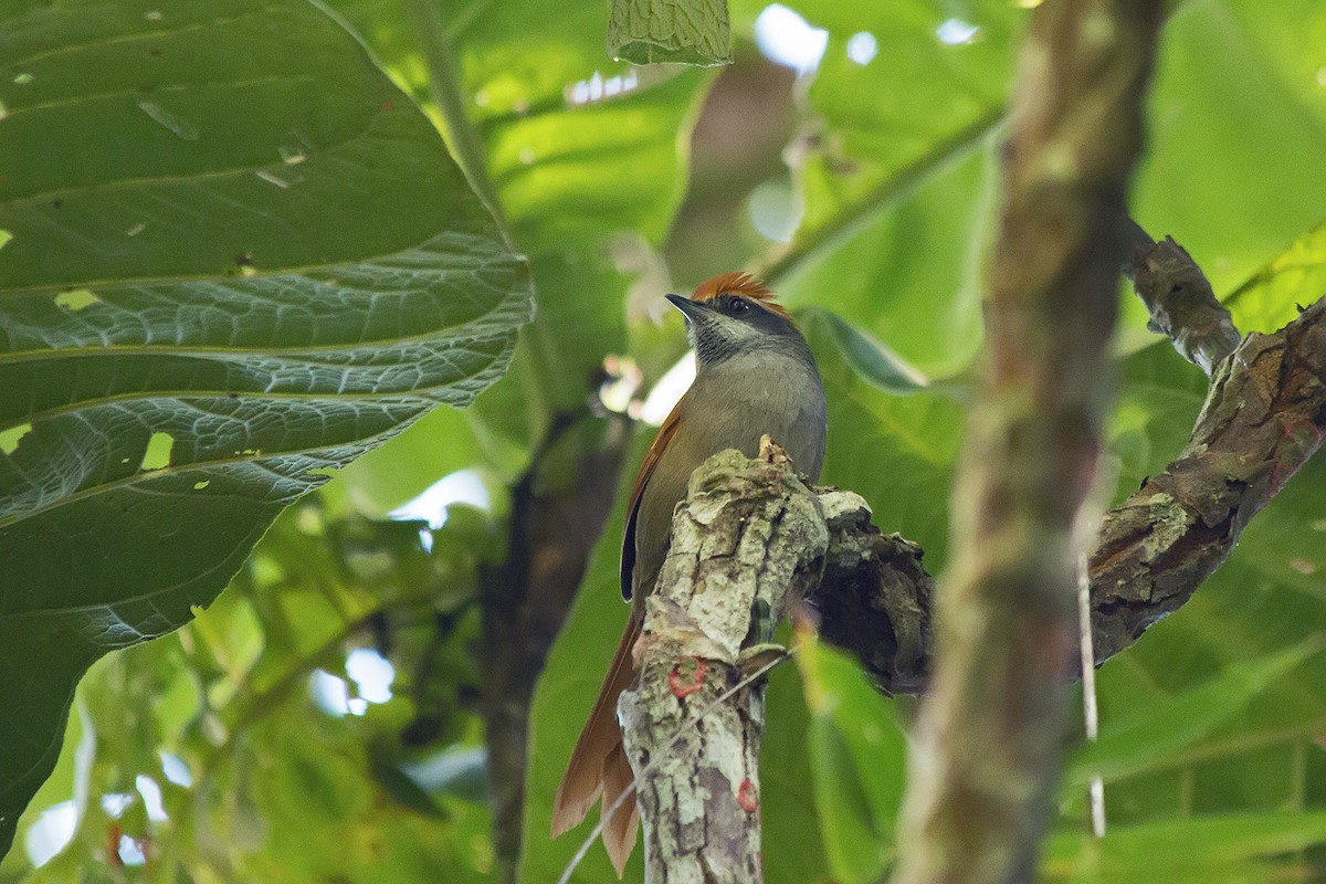 Rufous-capped Spinetail - ML171788041