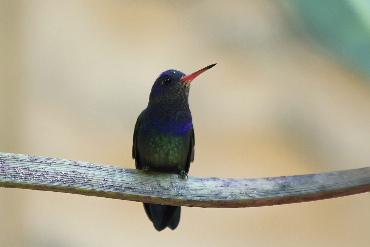 White-chinned Sapphire - ML171788191