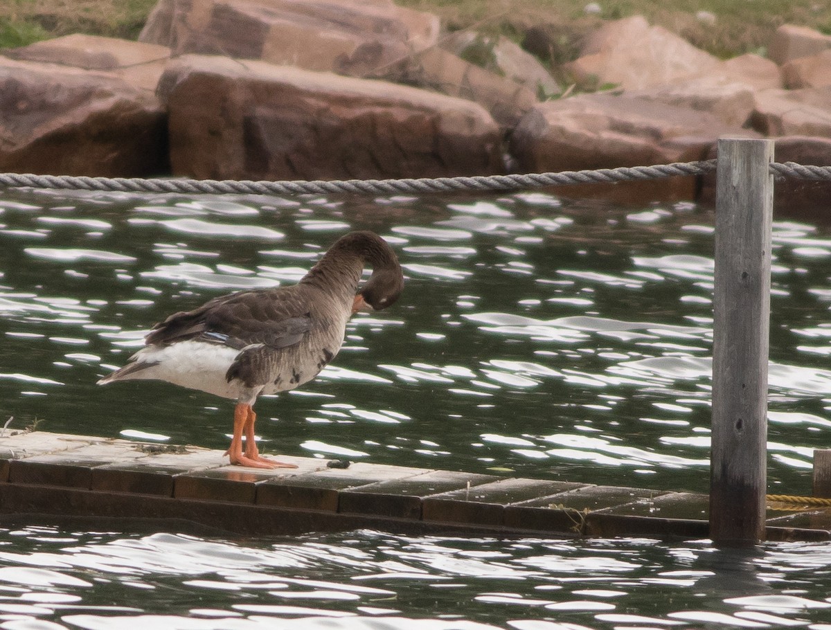 Greater White-fronted Goose - ML171790621