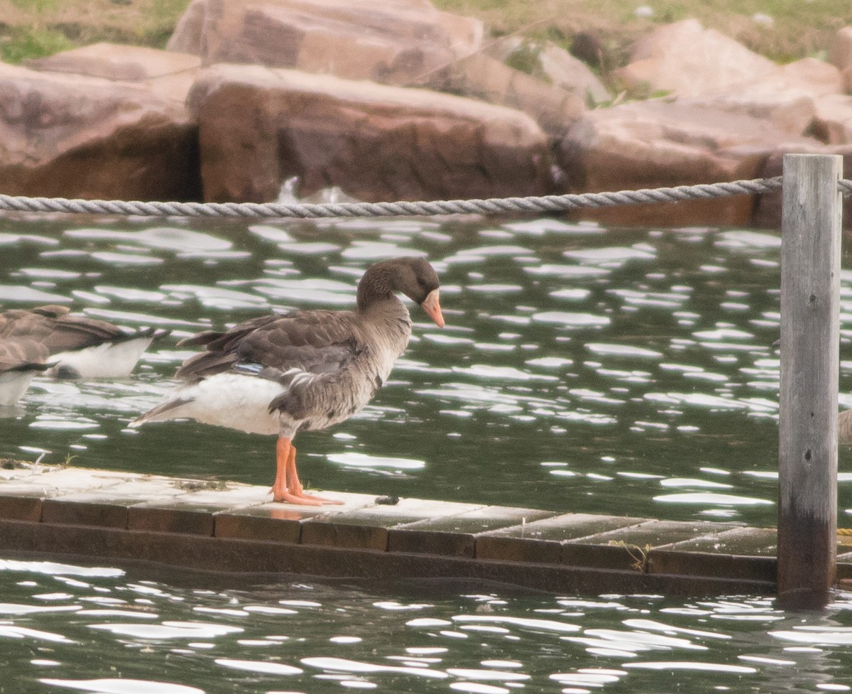 Greater White-fronted Goose - ML171790641