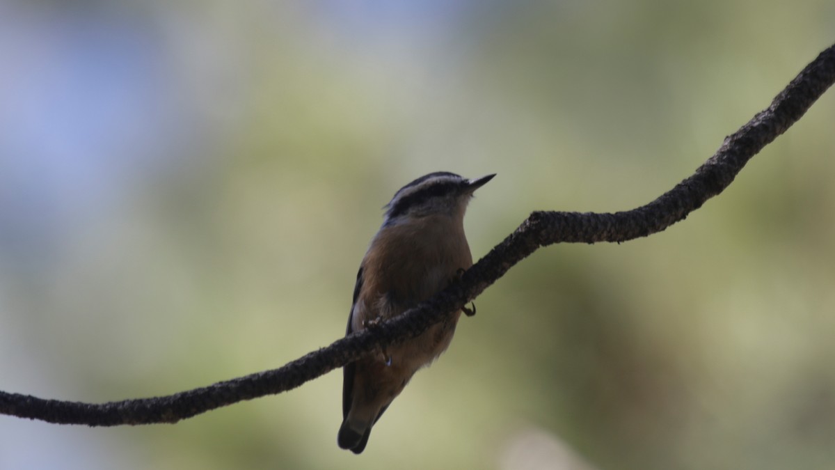 Red-breasted Nuthatch - ML171792361