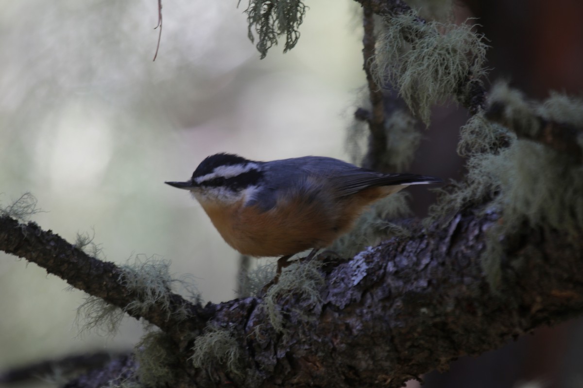 Red-breasted Nuthatch - ML171792371