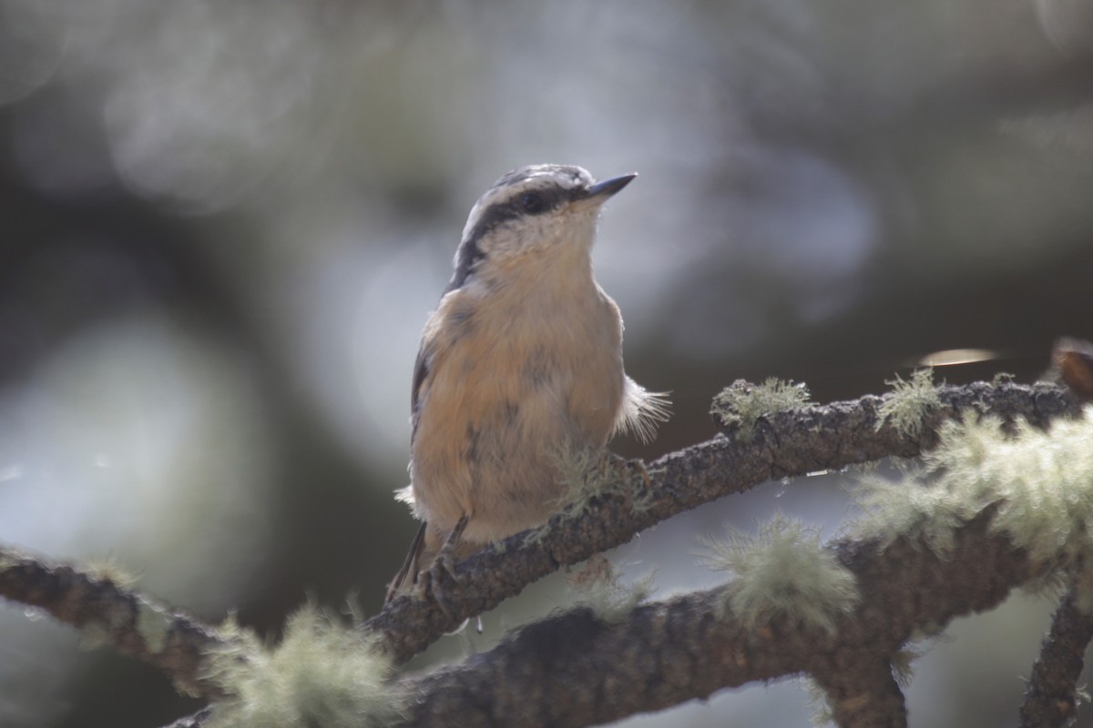 Red-breasted Nuthatch - ML171792411