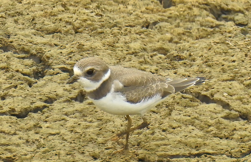Semipalmated Plover - ML171794111