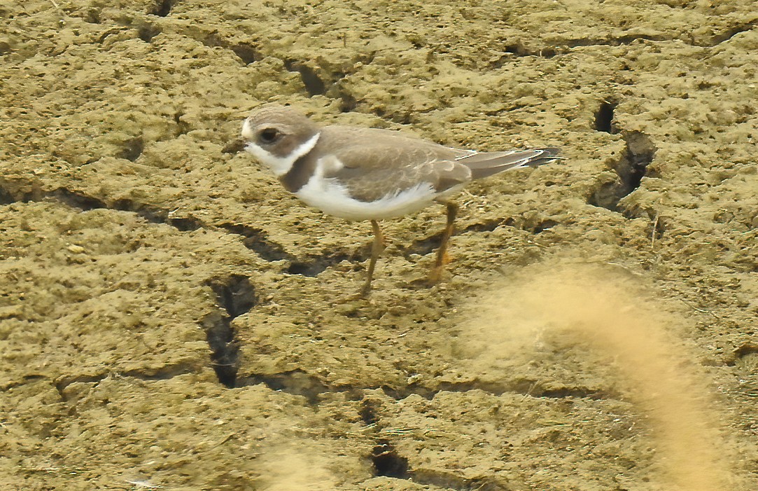 Semipalmated Plover - ML171794131