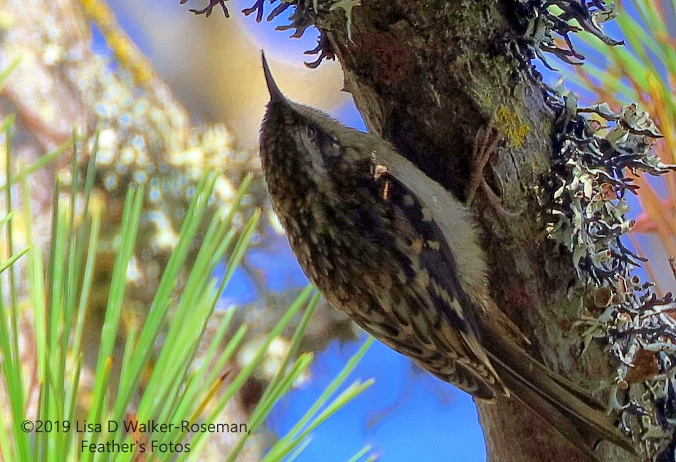 Brown Creeper - ML171795761