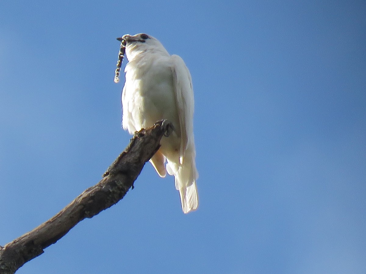 White Bellbird - Ian McMahon