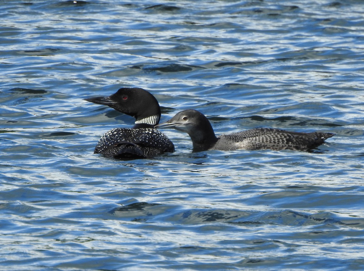 Common Loon - ML171796561