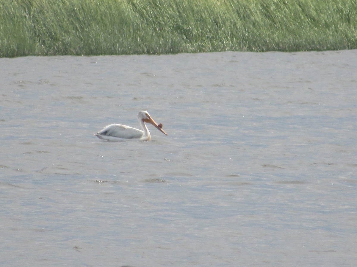 American White Pelican - John Coyle