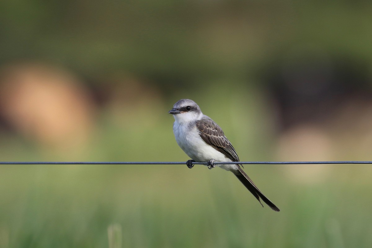 Tropical Kingbird x Fork-tailed Flycatcher (hybrid) - John van Dort