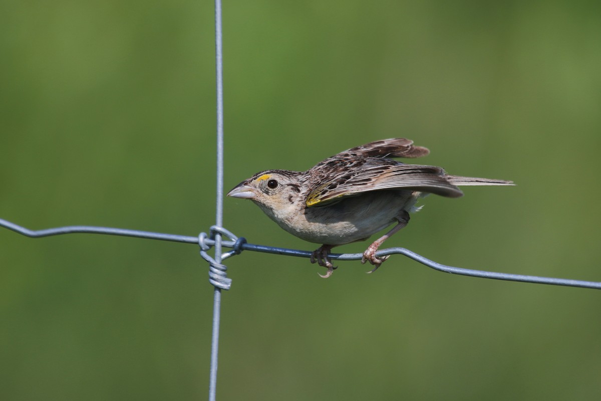 Grasshopper Sparrow - Aaron Graham