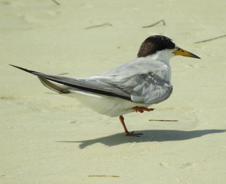 Least Tern - alice horst