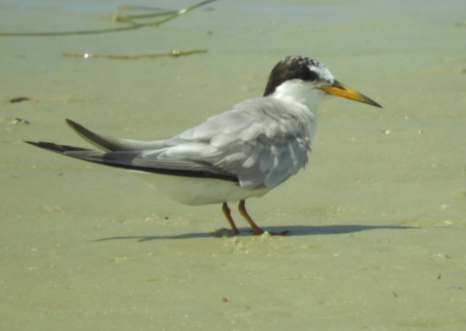 Least Tern - alice horst