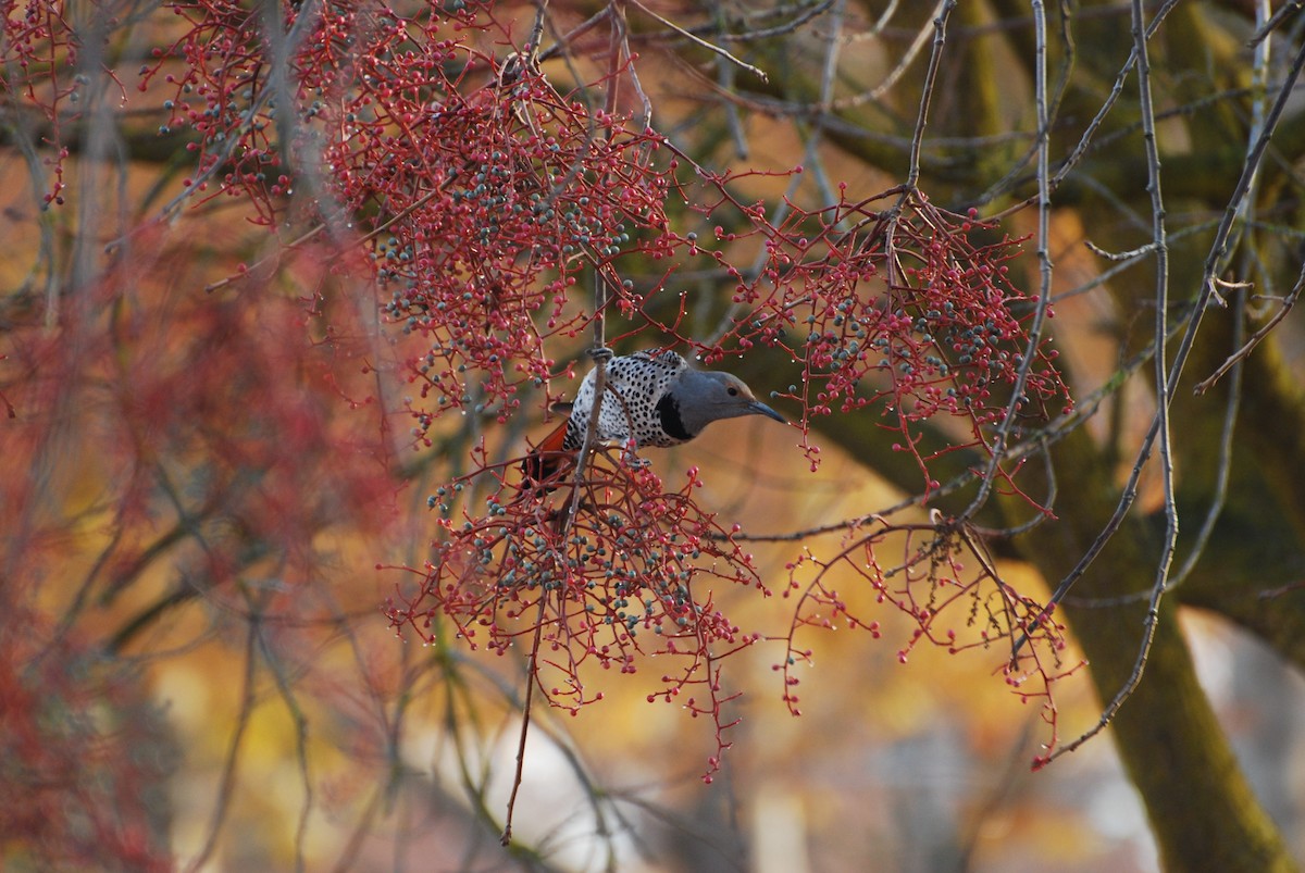 Northern Flicker - Alexander Rurik