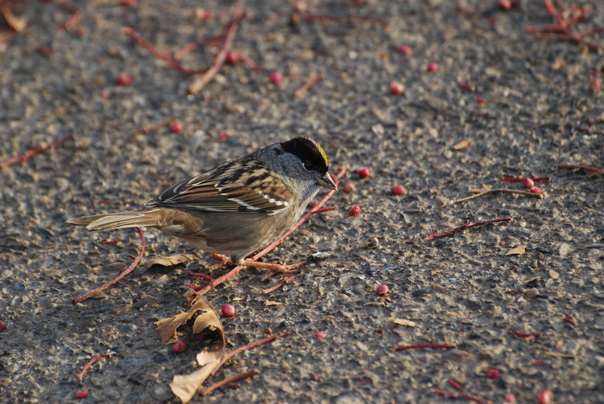 Golden-crowned Sparrow - Alexander Rurik