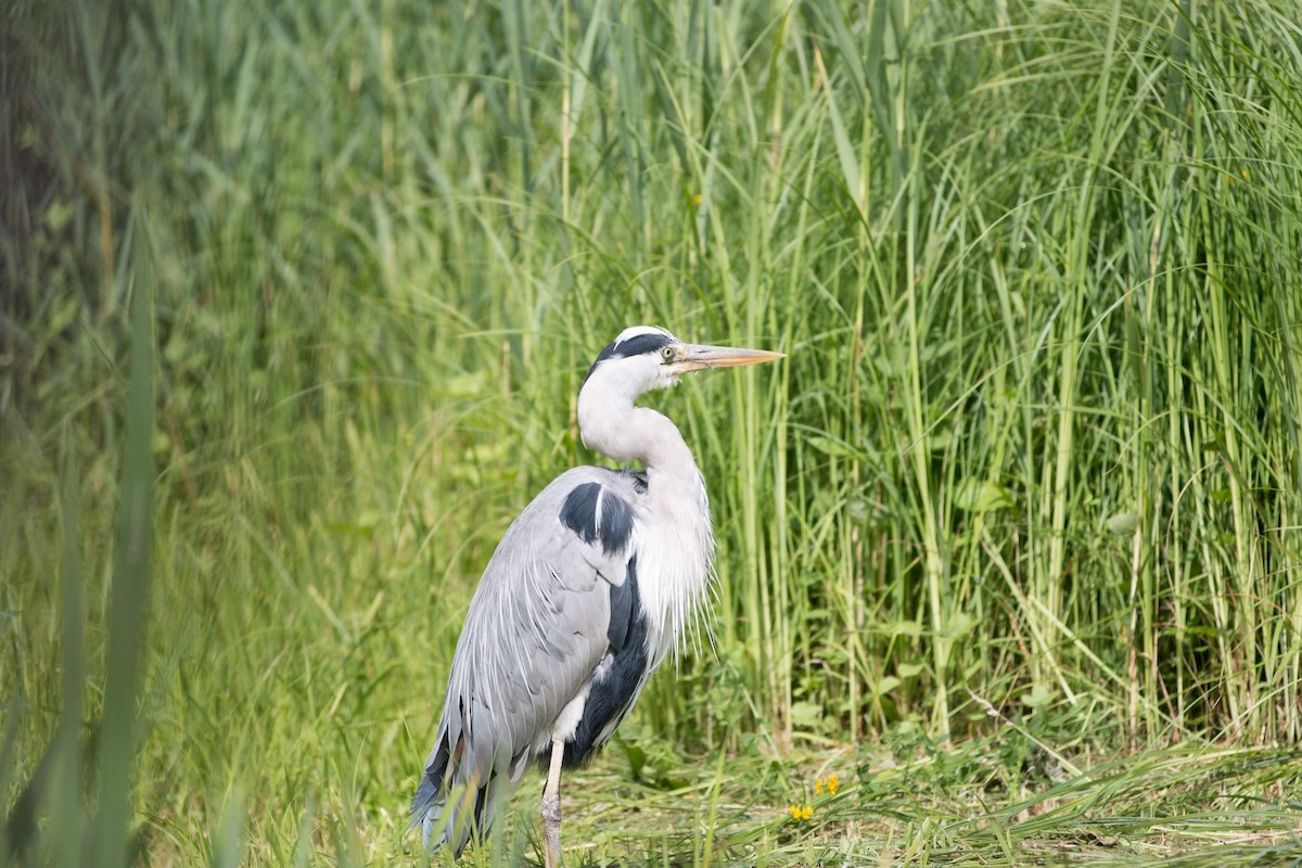 Gray Heron - ML171803811