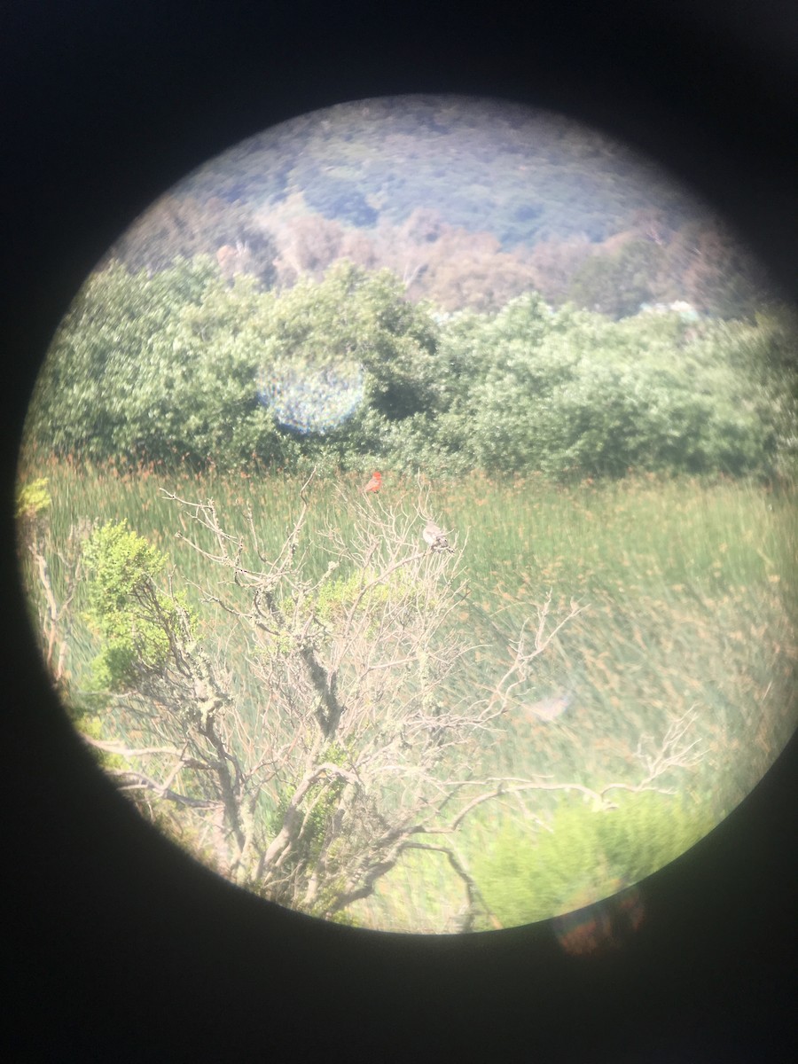 Vermilion Flycatcher - ML171804291