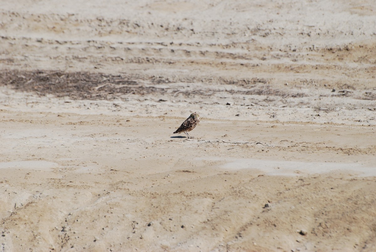 Burrowing Owl - Alexander Rurik