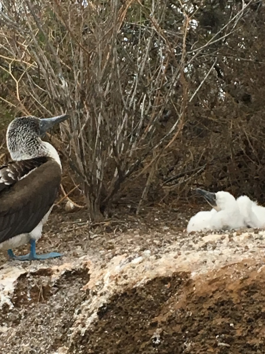 Blue-footed Booby - ML171805671