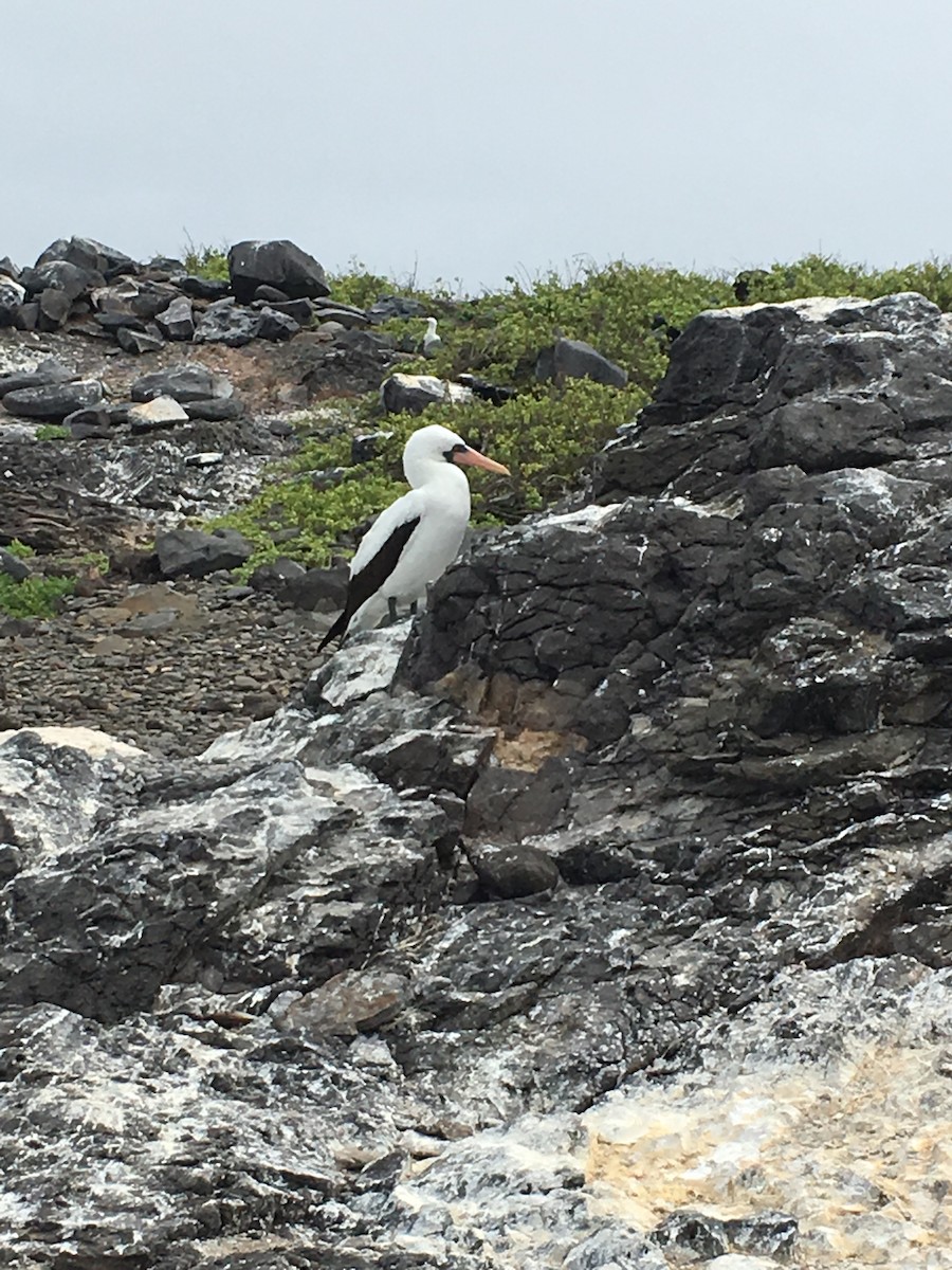 Nazca Booby - ML171805721