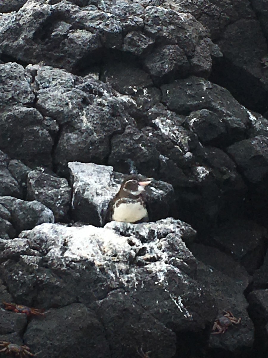 Galapagos Penguin - ML171805791