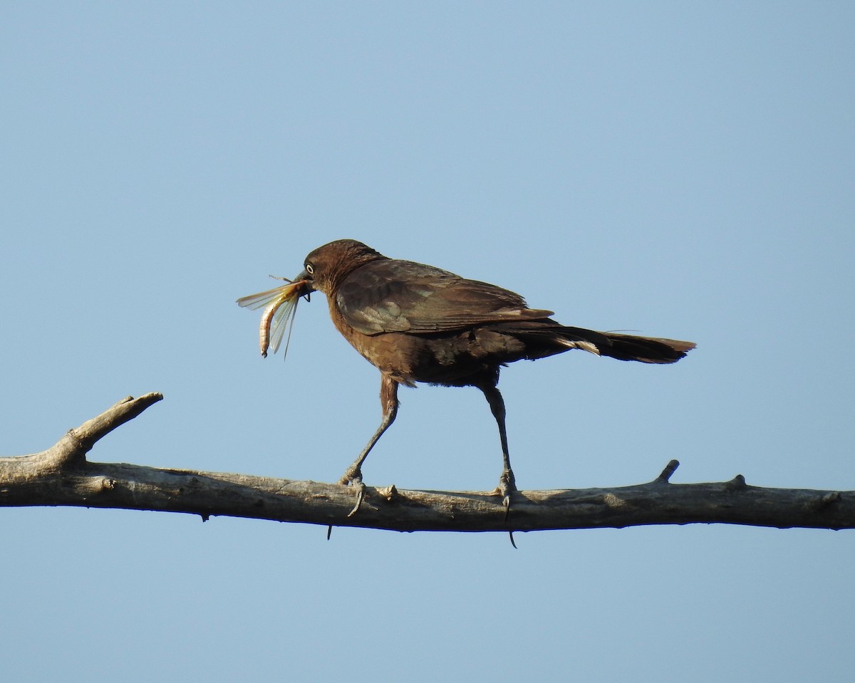 Great-tailed Grackle - ML171806271