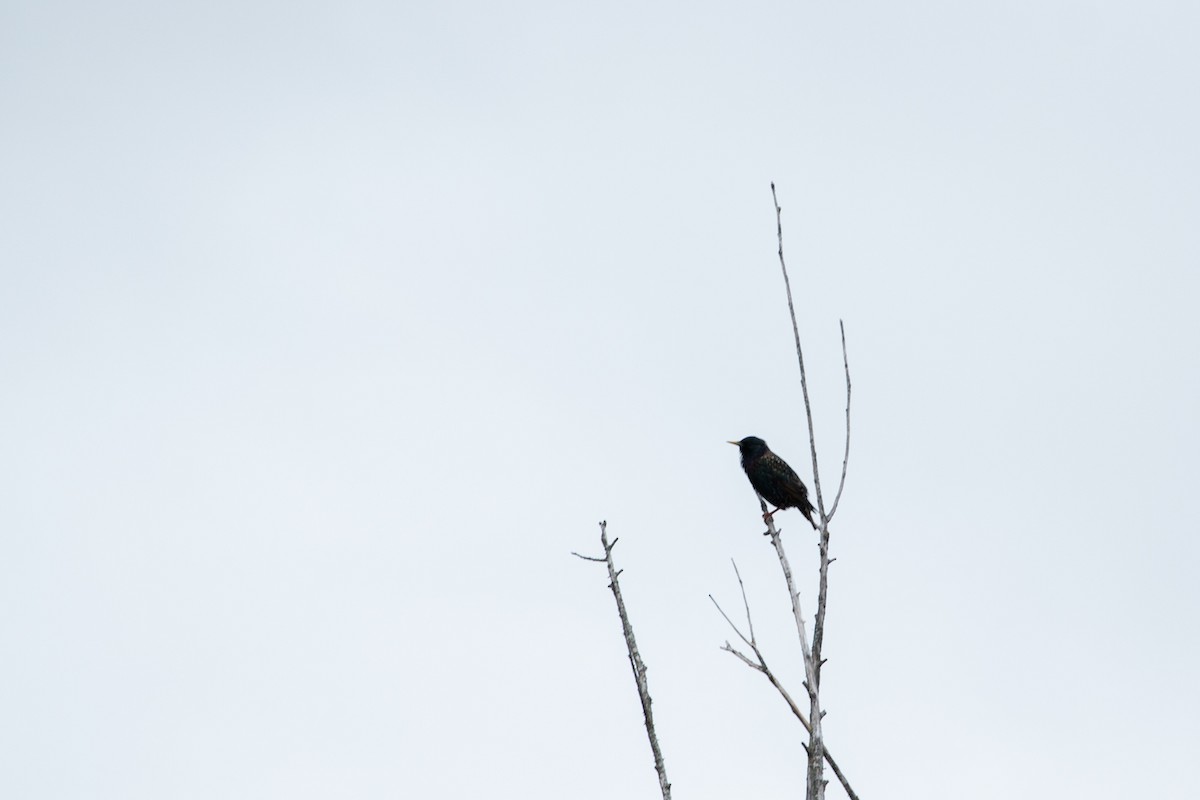 European Starling - ML171810731