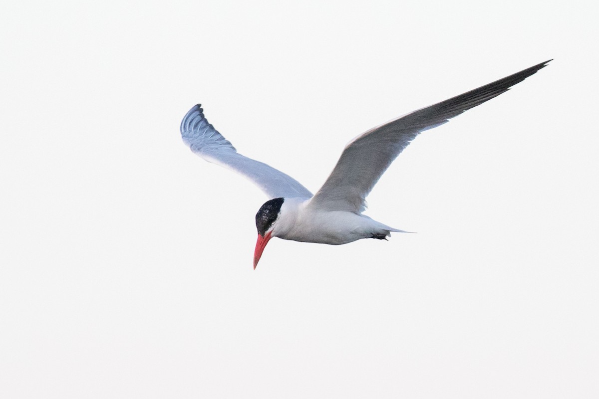 Caspian Tern - ML171813961