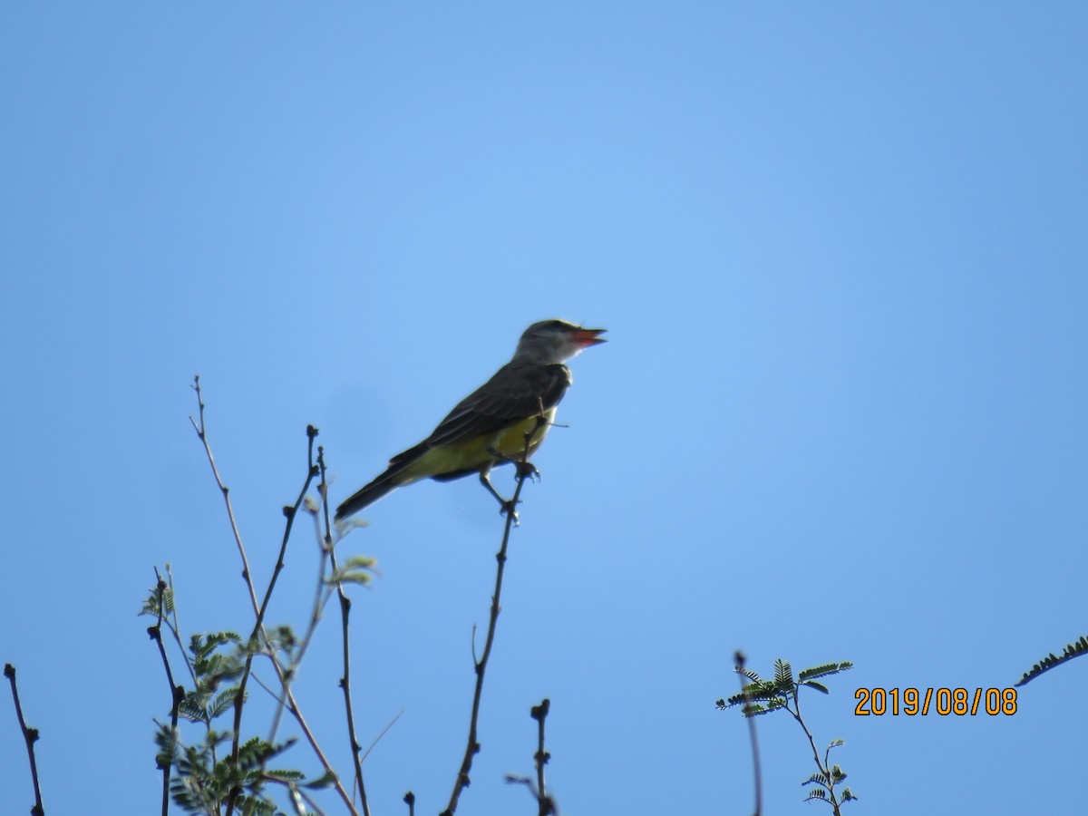 Western Kingbird - ML171814241