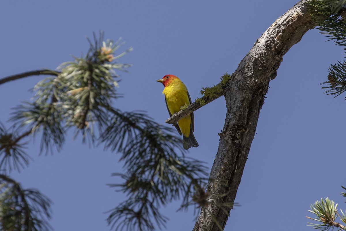 Western Tanager - John L