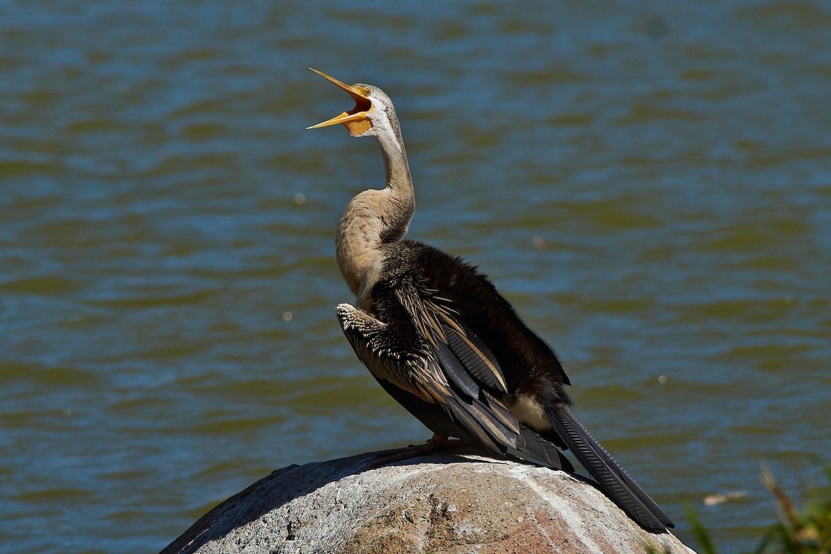 Australasian Darter - ML171816501