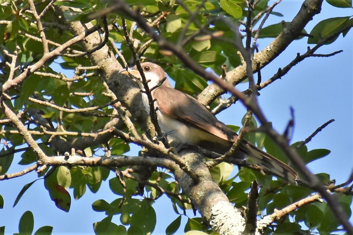 Yellow-billed Cuckoo - ML171816891