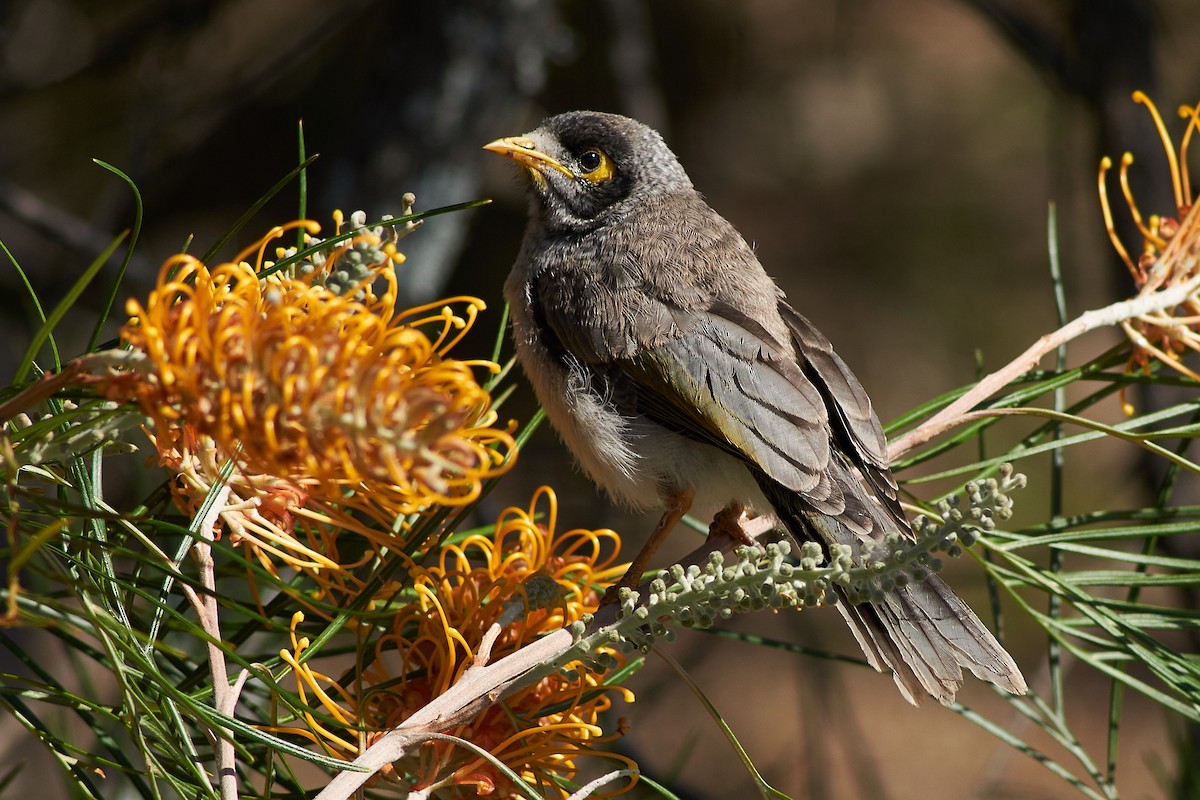 Noisy Miner - ML171817211