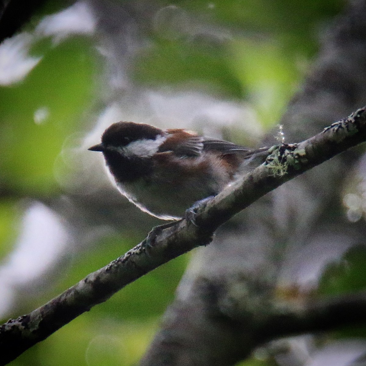 Chestnut-backed Chickadee - Jeff Kietzmann