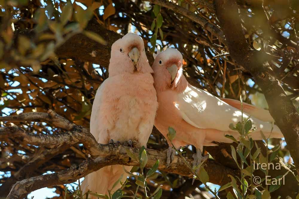 Pink Cockatoo - ML171820831