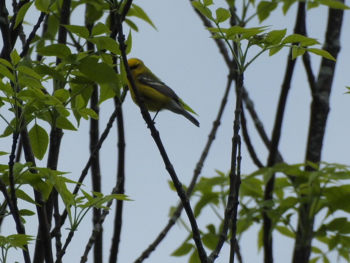 Blue-winged Warbler - ML171821771