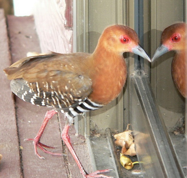 Red-legged Crake - ML171822191