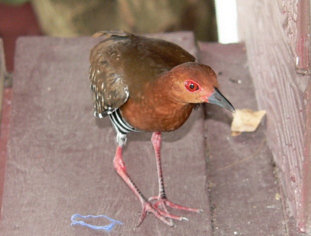 Red-legged Crake - ML171822201