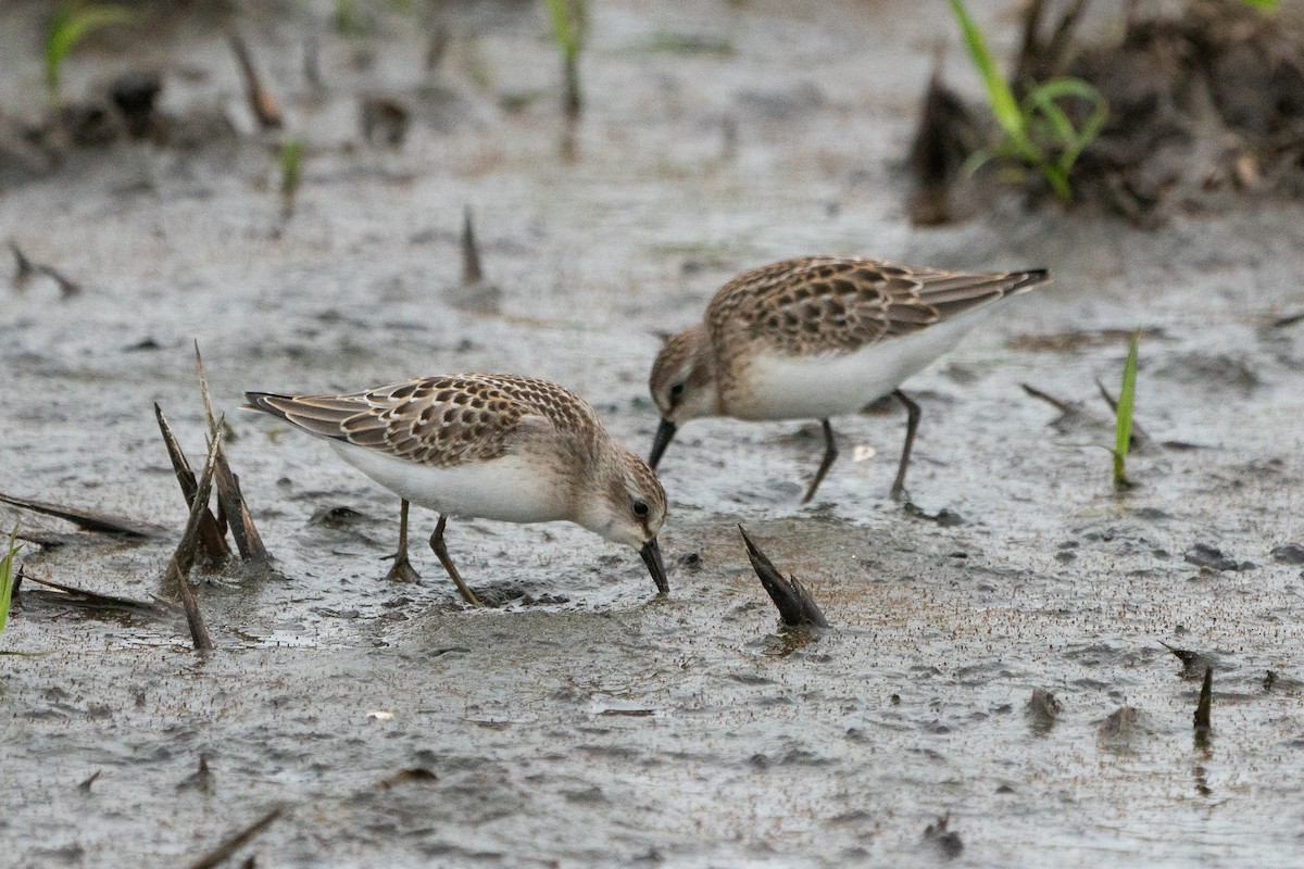 Semipalmated Sandpiper - ML171822741